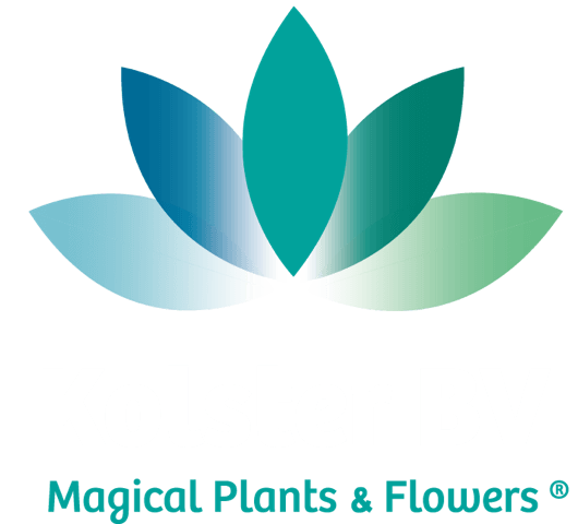 logo_kolster_frontpage_new